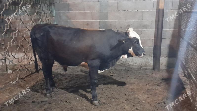 0kuz - Ак-Бугдайский этрап - img 5