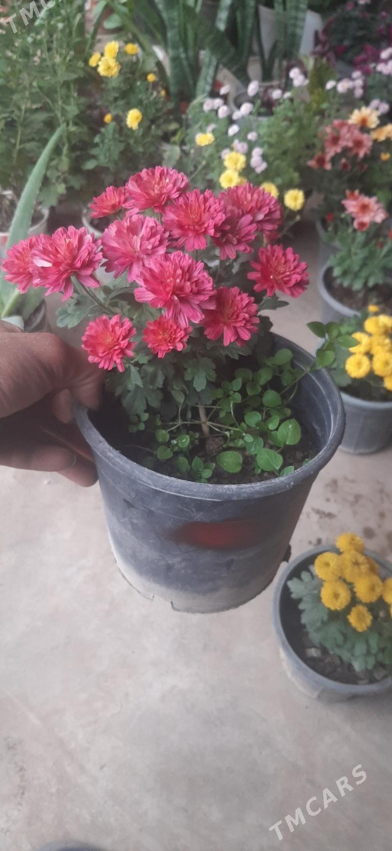 Damasny guler - Sakar - img 4