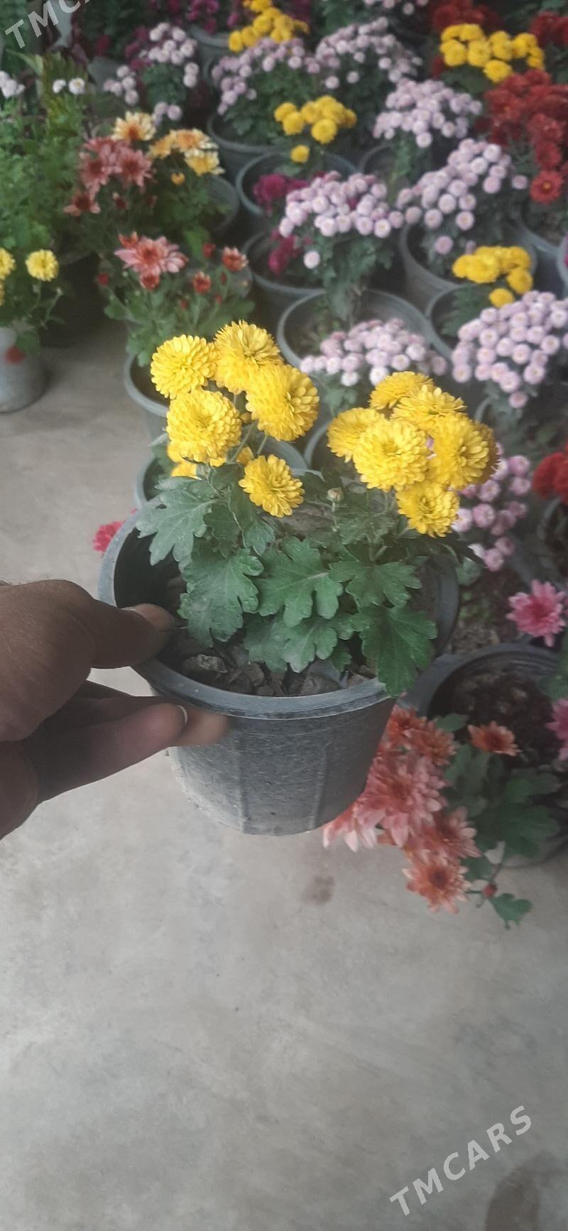 Damasny guler - Sakar - img 7