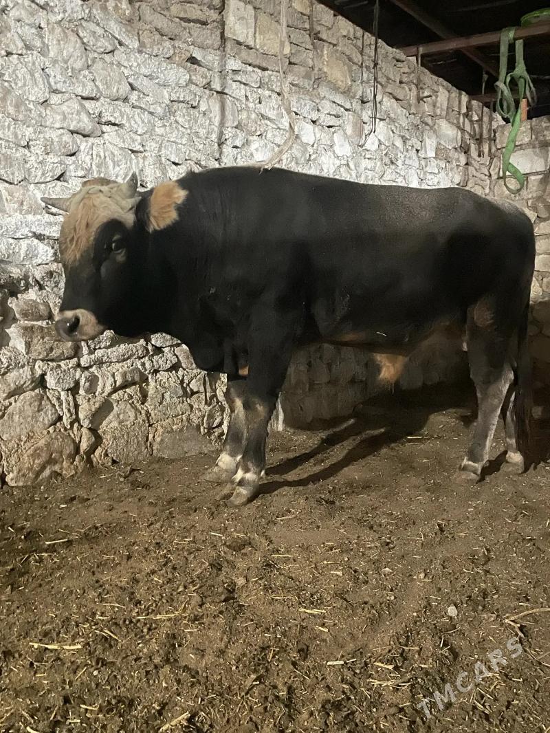 Okuz Bakylan - Балканабат - img 2