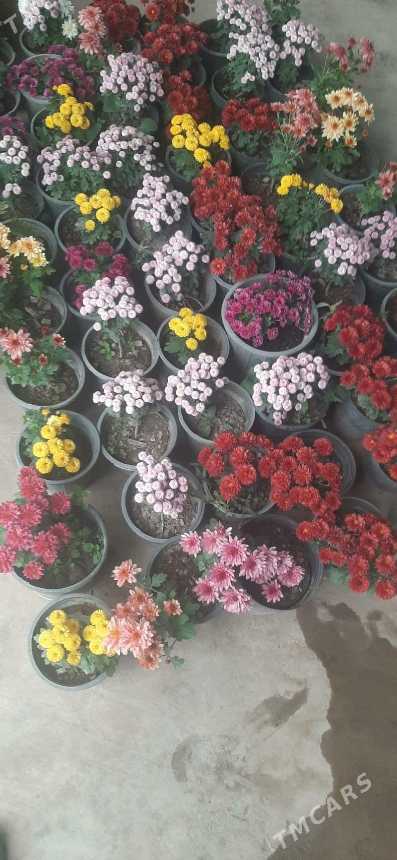 Damasny guler - Sakar - img 3