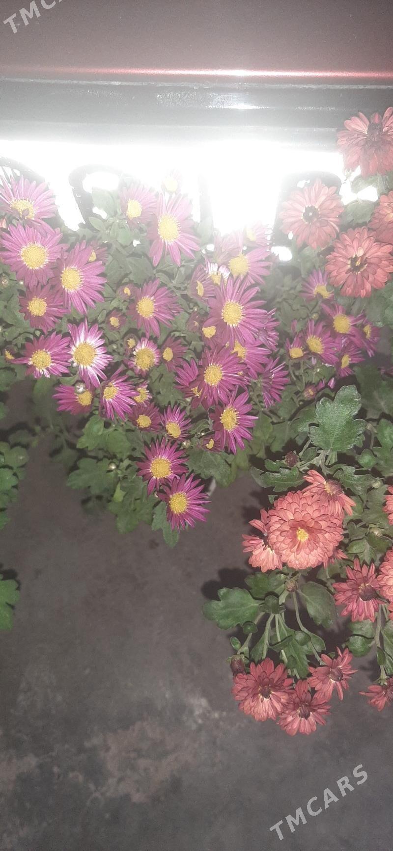 Damasny guler - Sakar - img 2