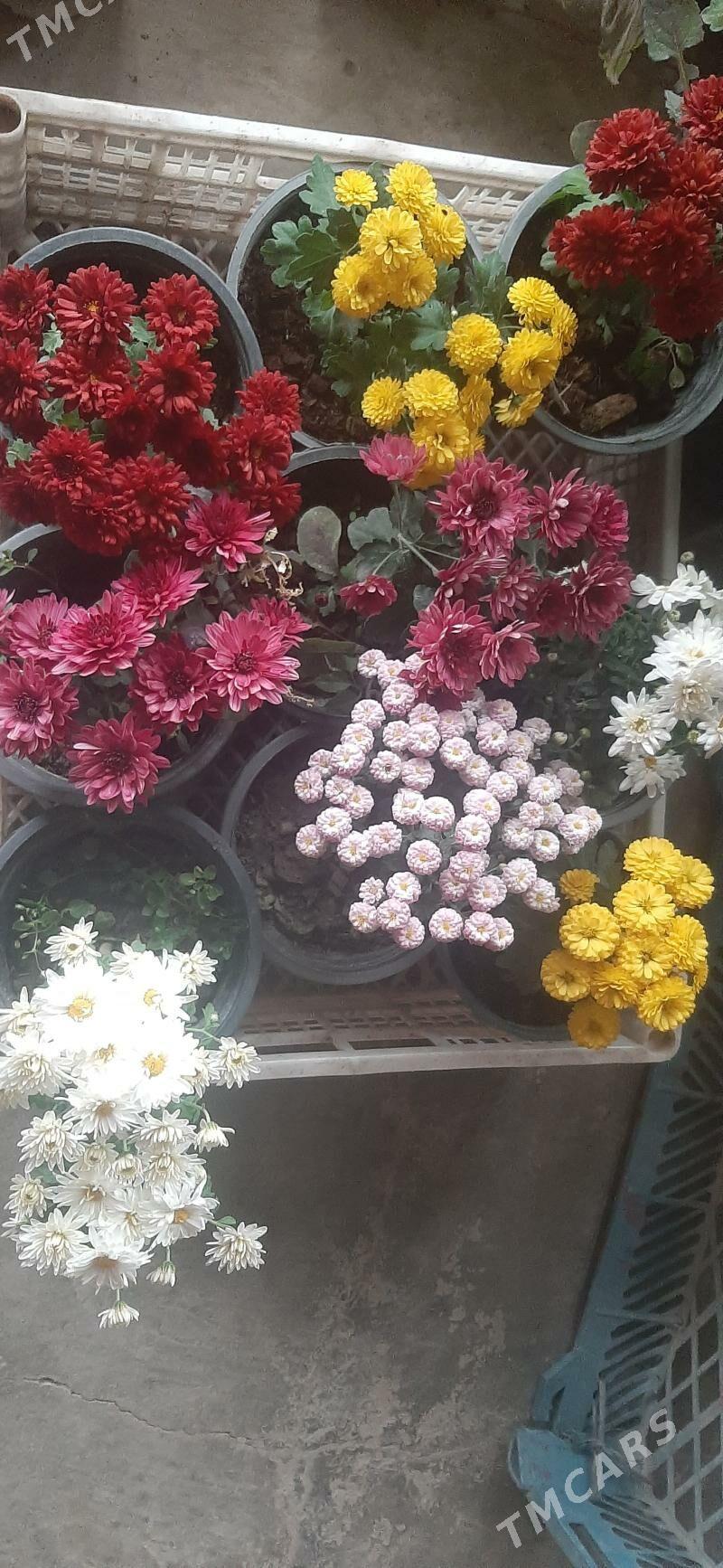 Damasny guler - Sakar - img 5