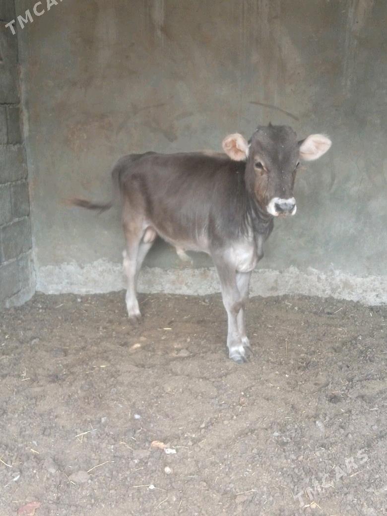 okuz - Бузмеин - img 3