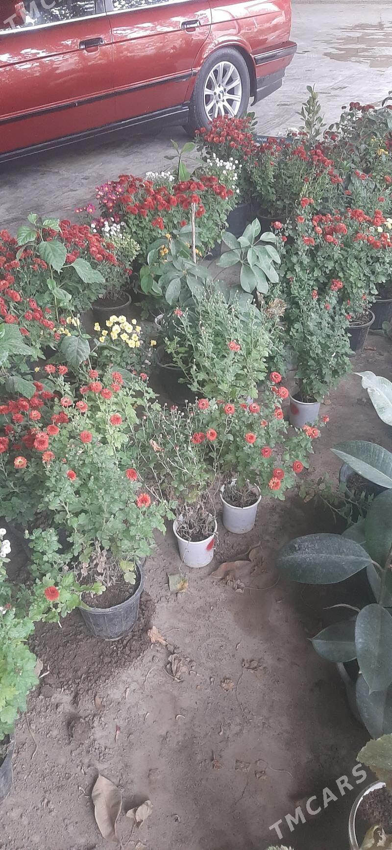 Damasny guler - Sakar - img 10