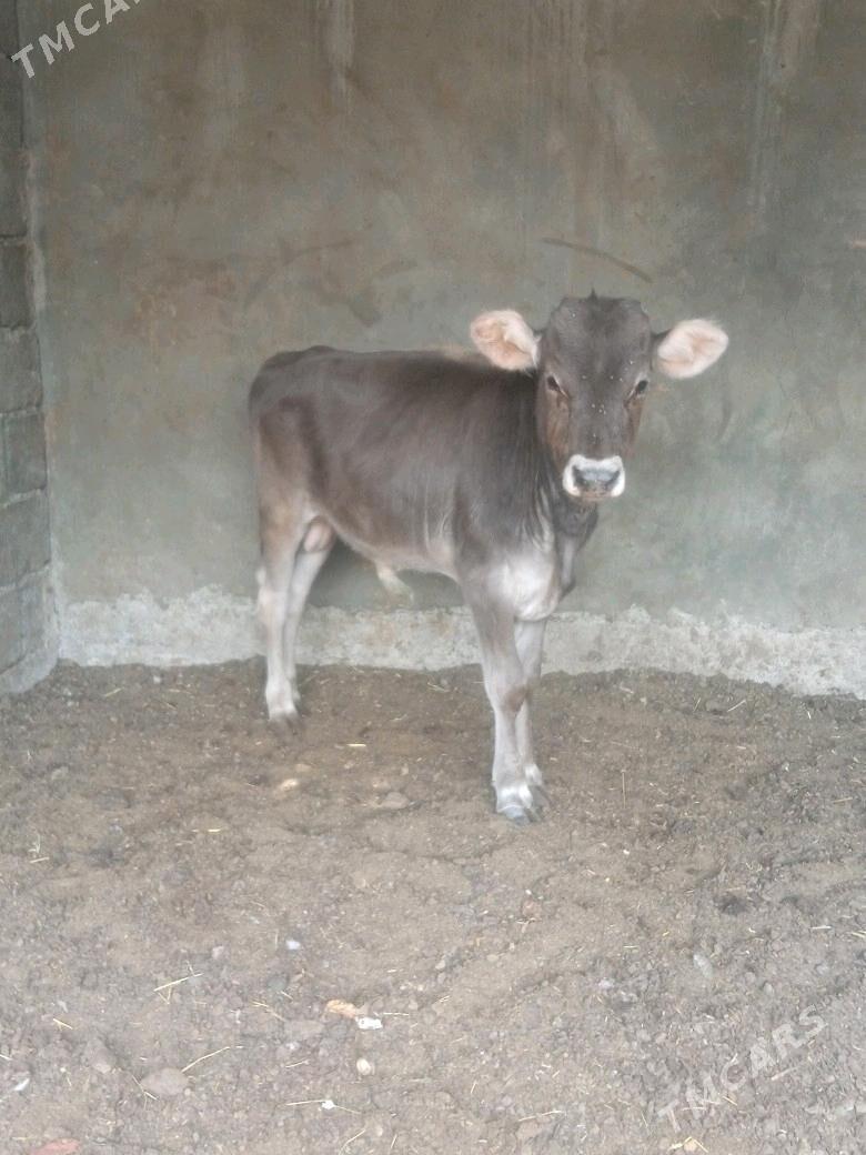 okuz - Бузмеин - img 2