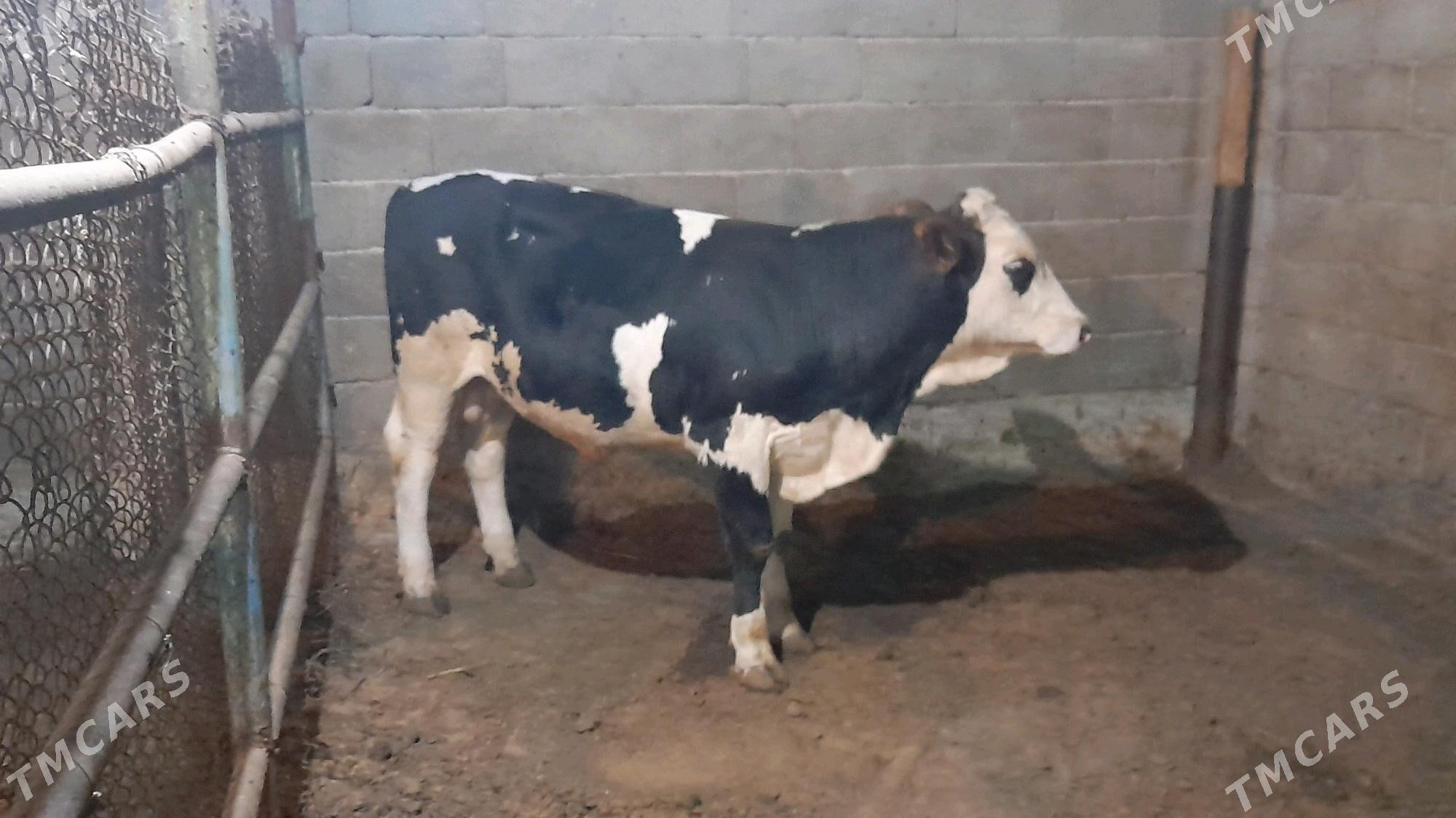 0kuz - Ак-Бугдайский этрап - img 2