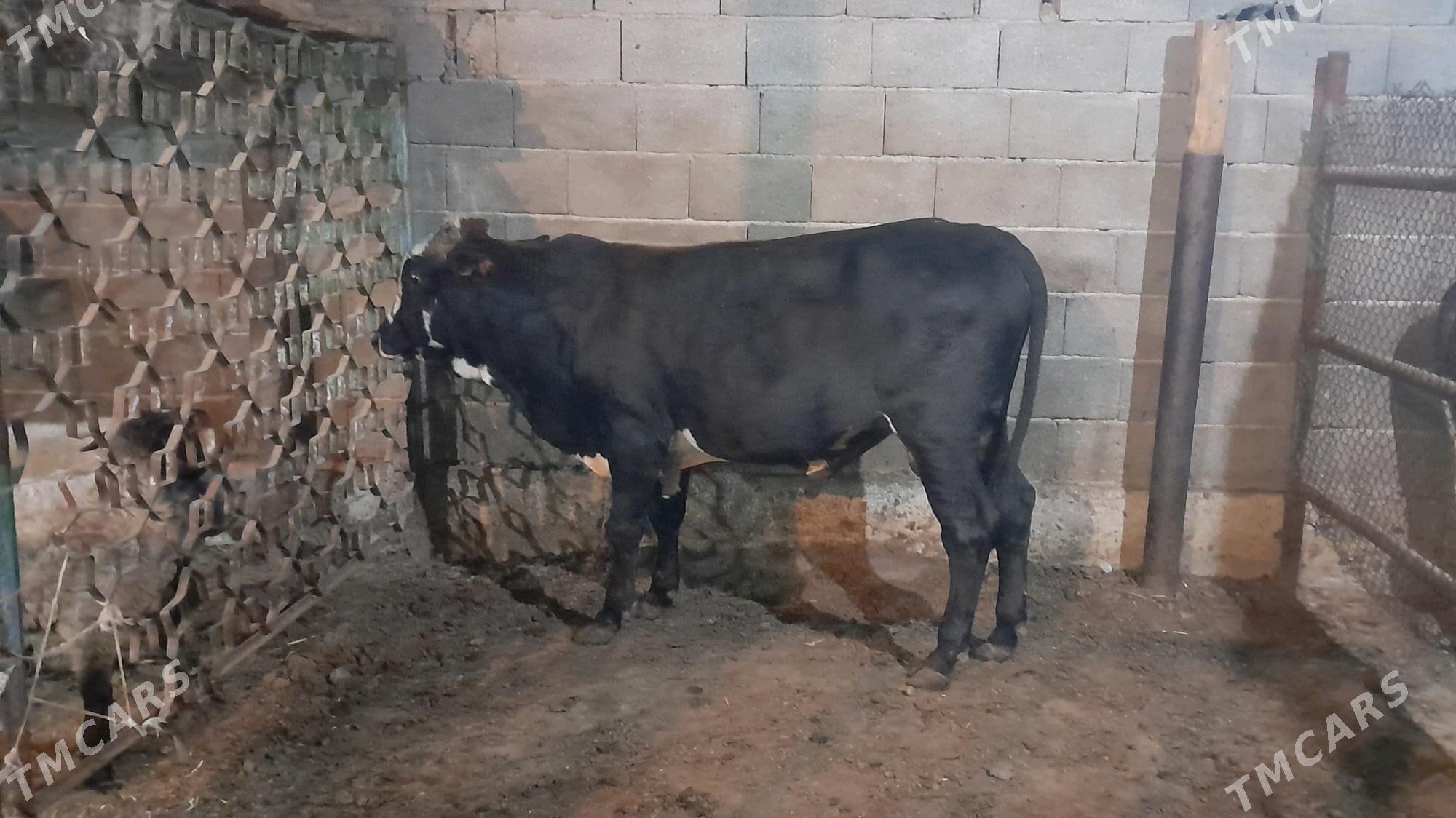 0kuz - Ак-Бугдайский этрап - img 6