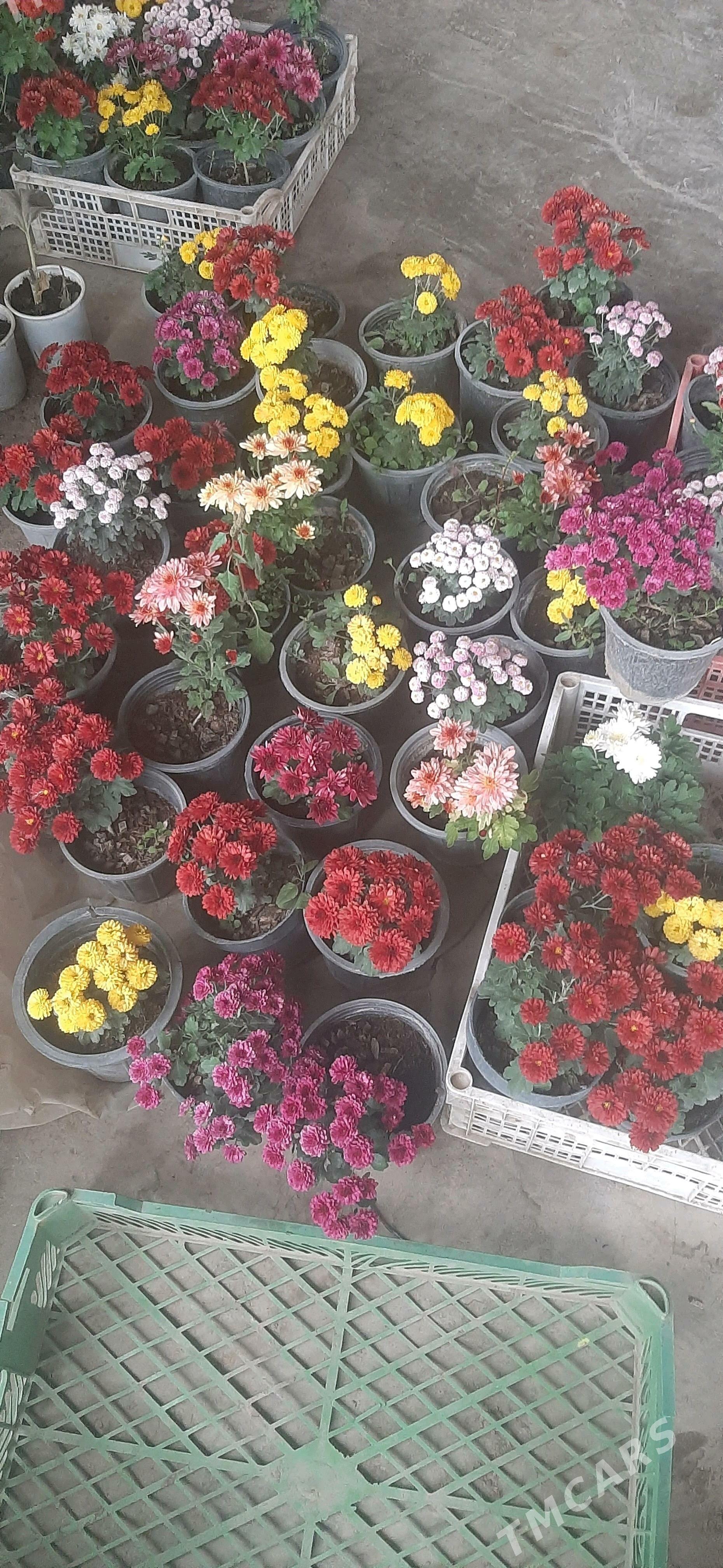 Damasny guler - Sakar - img 6