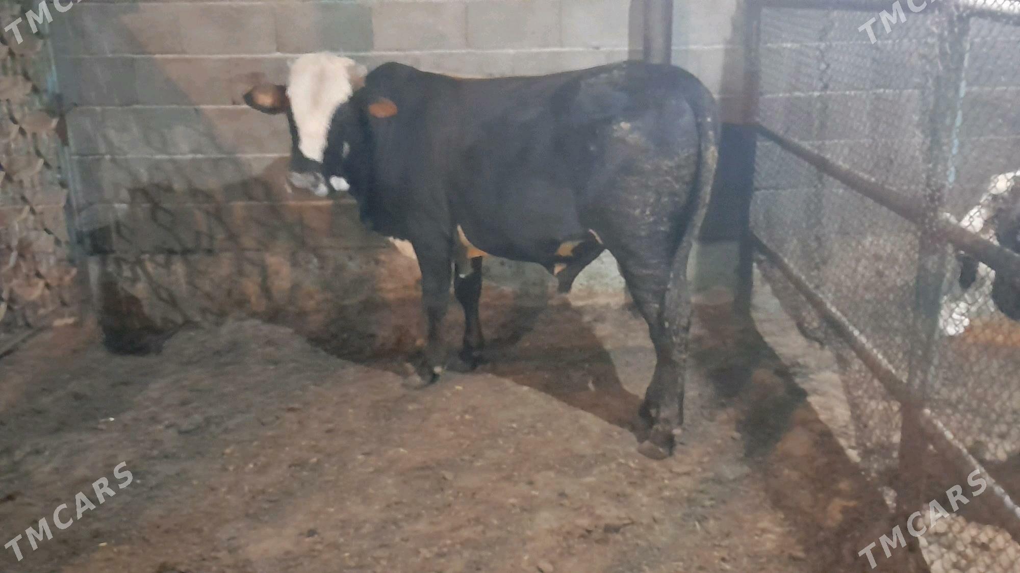 0kuz - Ак-Бугдайский этрап - img 7