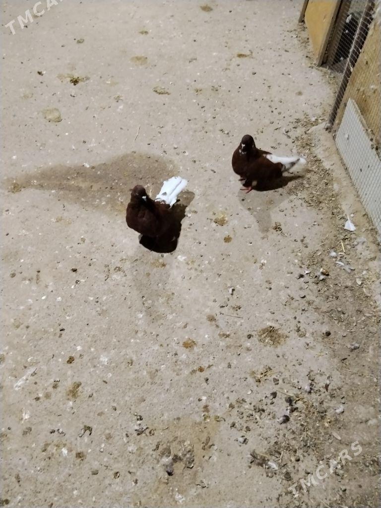 kepderi - Wekilbazar - img 8