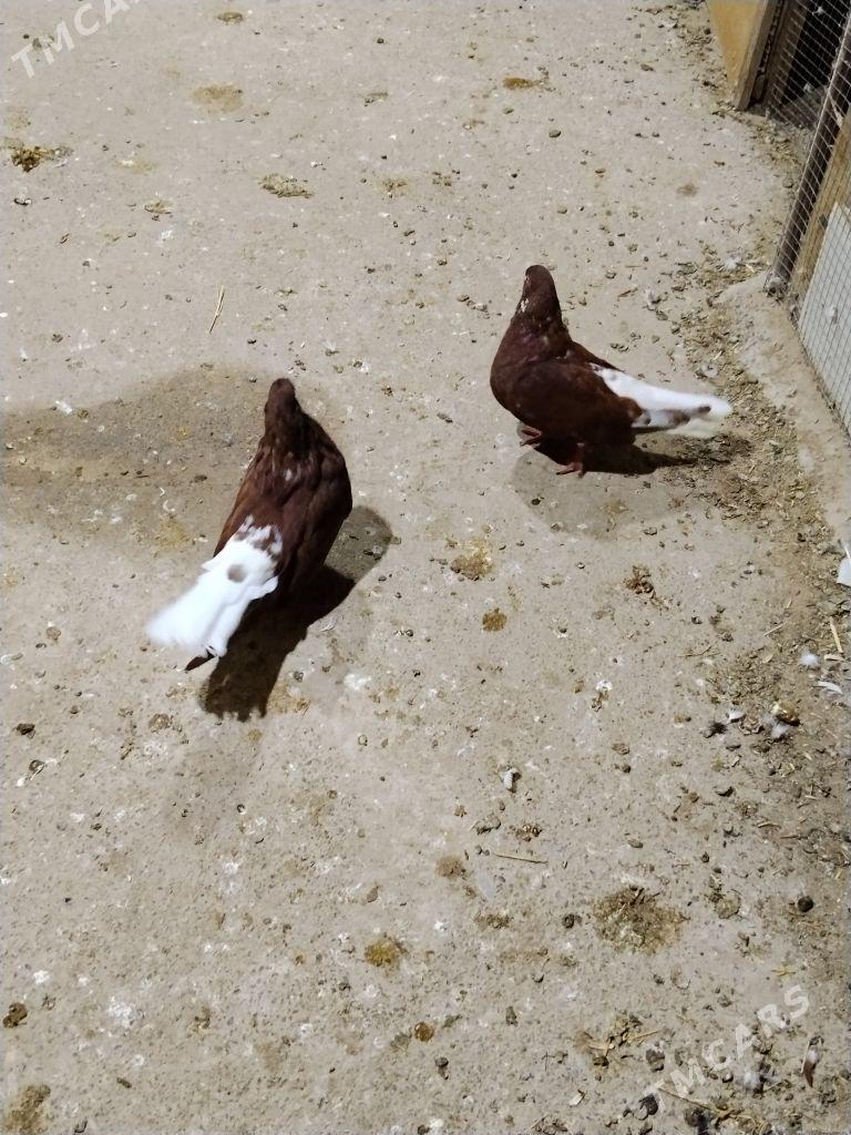 kepderi - Wekilbazar - img 7