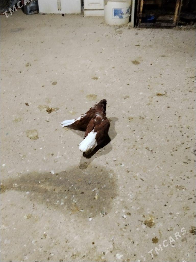 kepderi - Wekilbazar - img 3