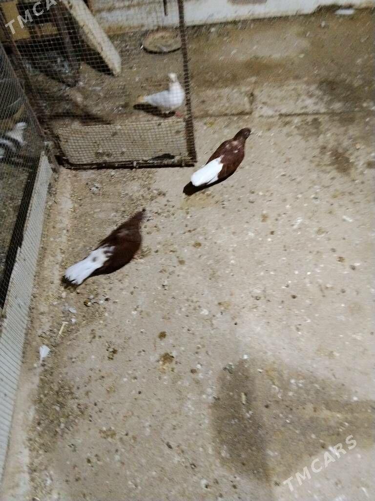 kepderi - Wekilbazar - img 2