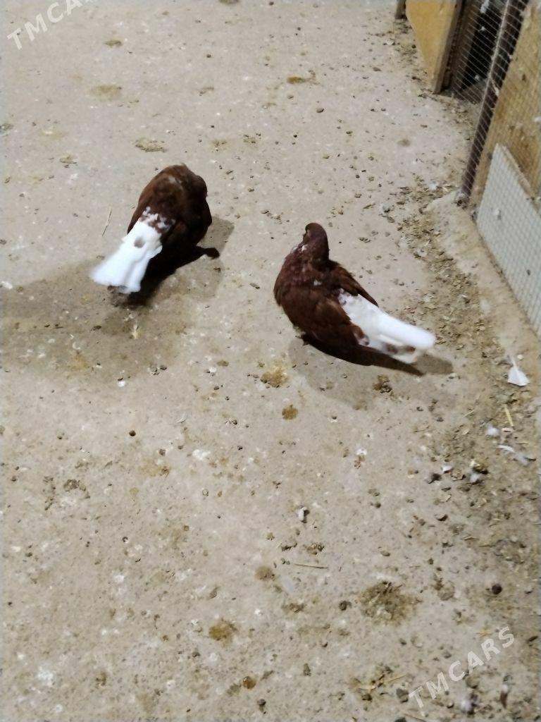 kepderi - Wekilbazar - img 6