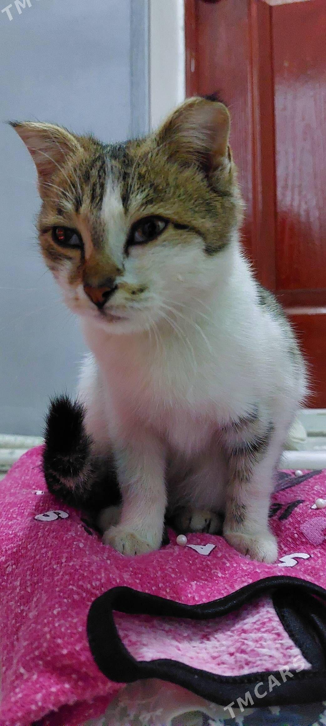 котёнок - Туркменабат - img 1