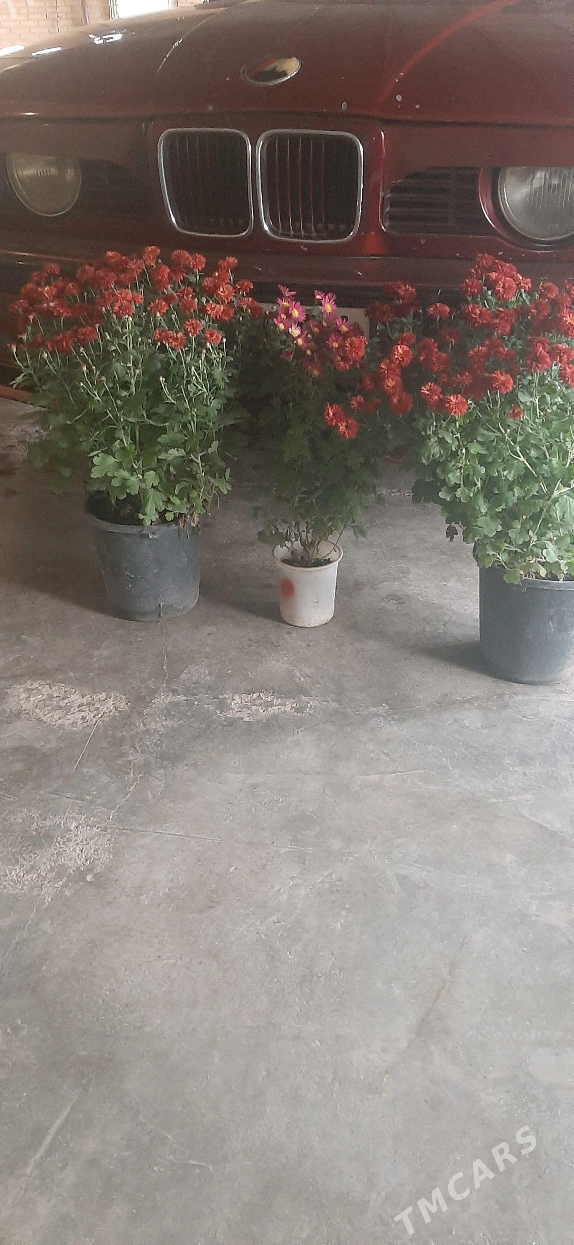 Damasny guler - Sakar - img 1