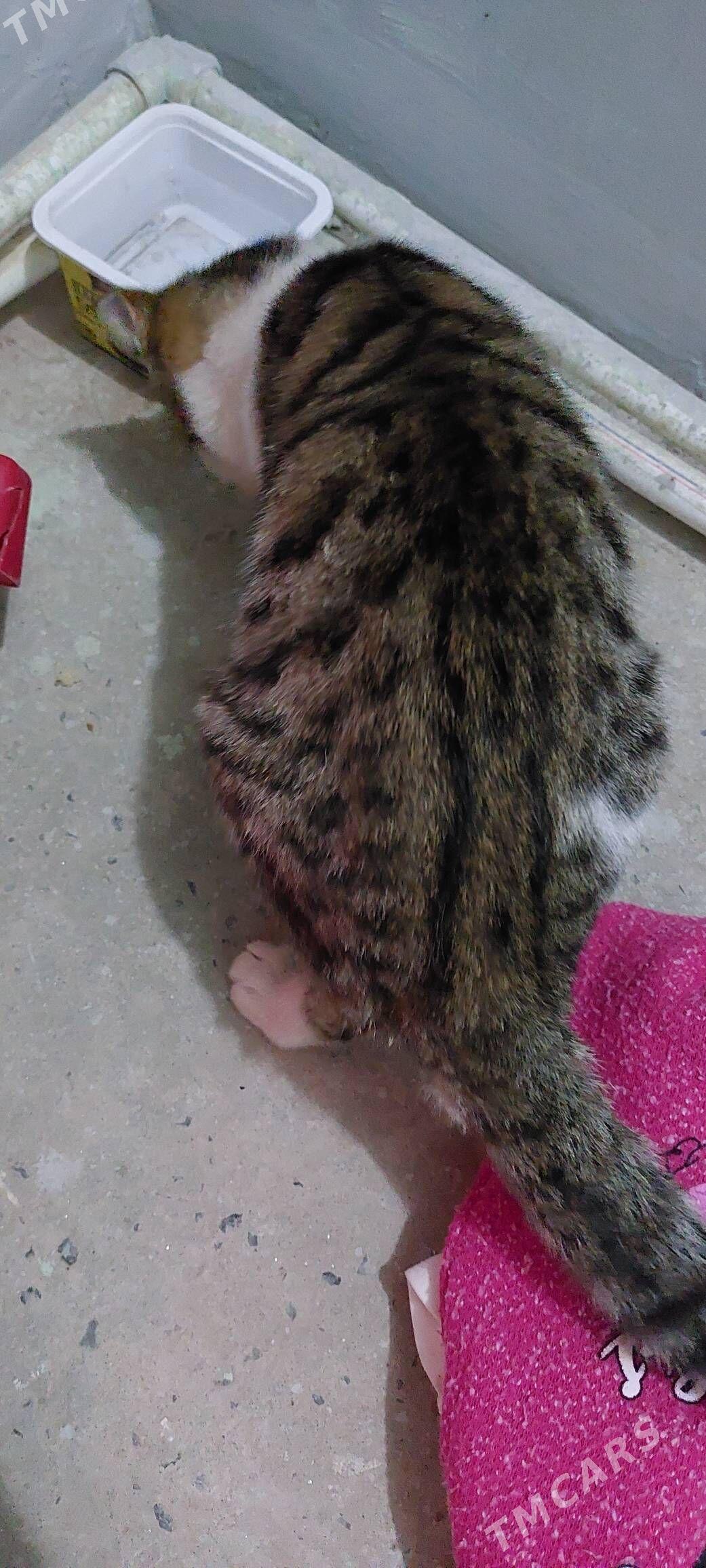 котёнок - Туркменабат - img 4