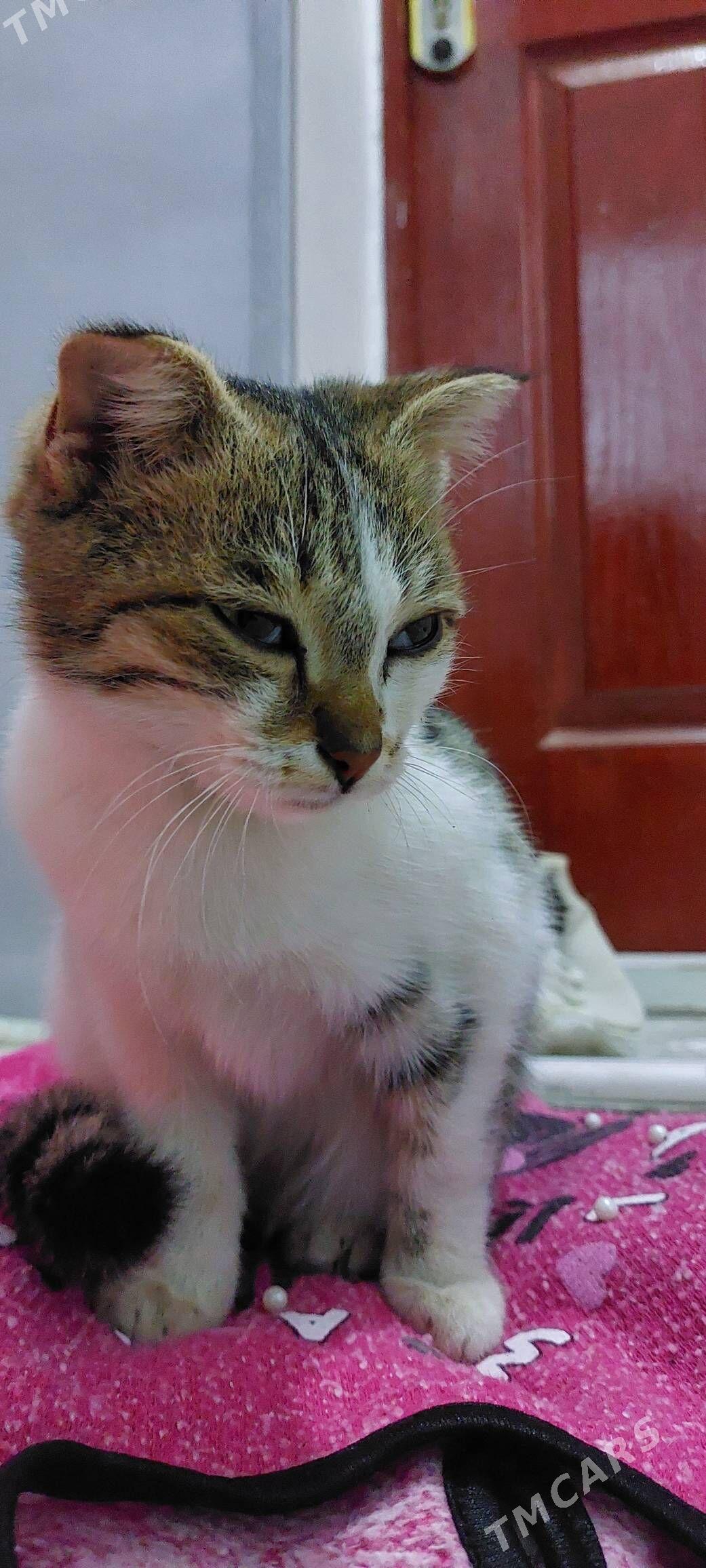 котёнок - Туркменабат - img 3