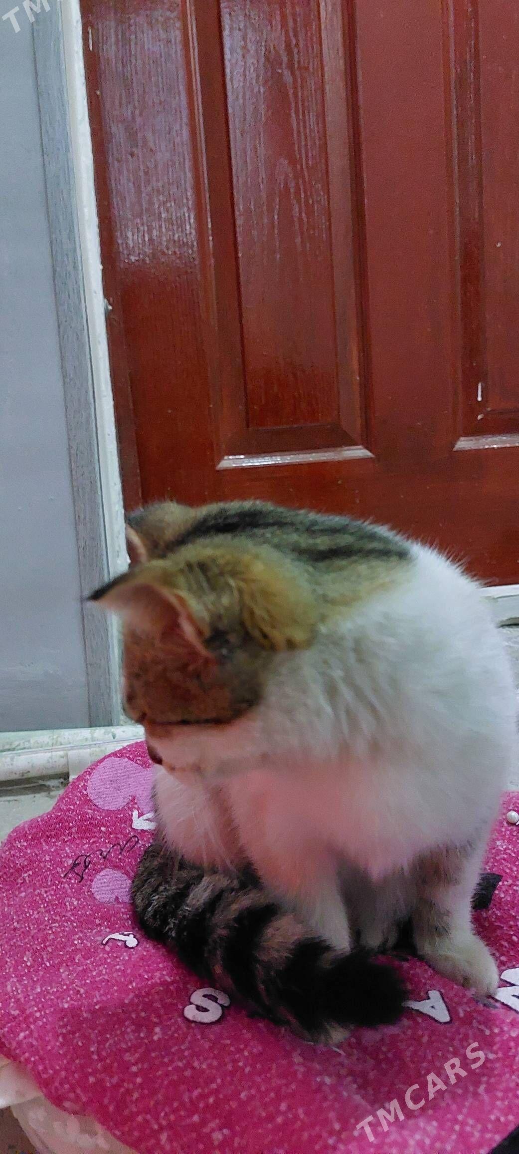 котёнок - Туркменабат - img 2