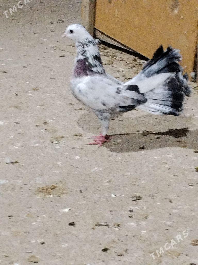 kepderi - Wekilbazar - img 7