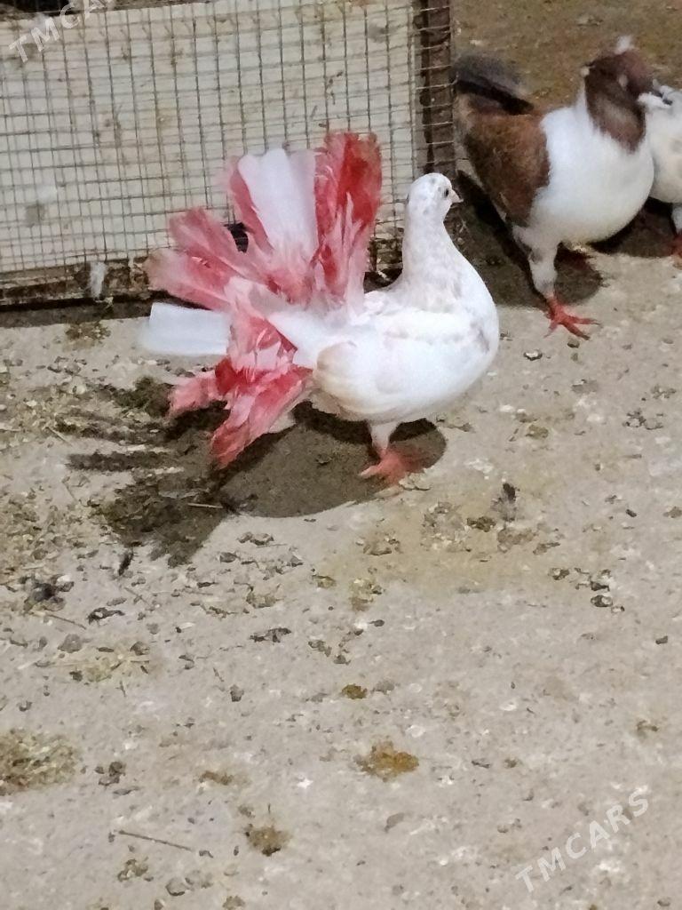 kepderi - Wekilbazar - img 3