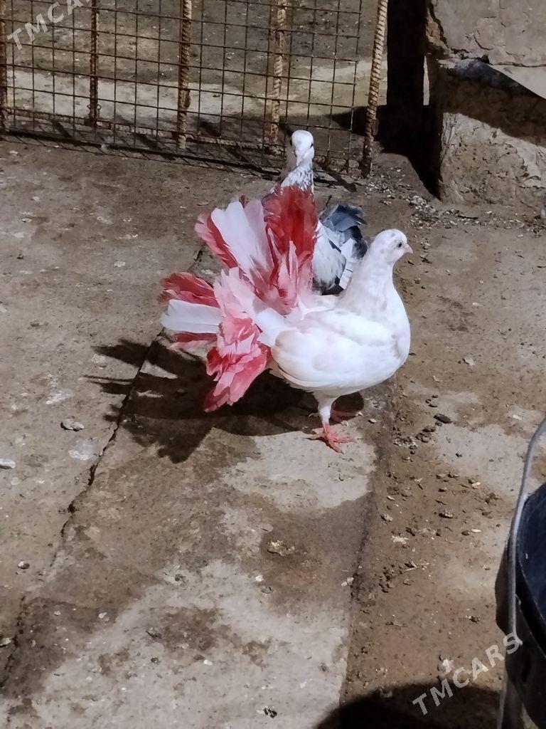 kepderi - Wekilbazar - img 5