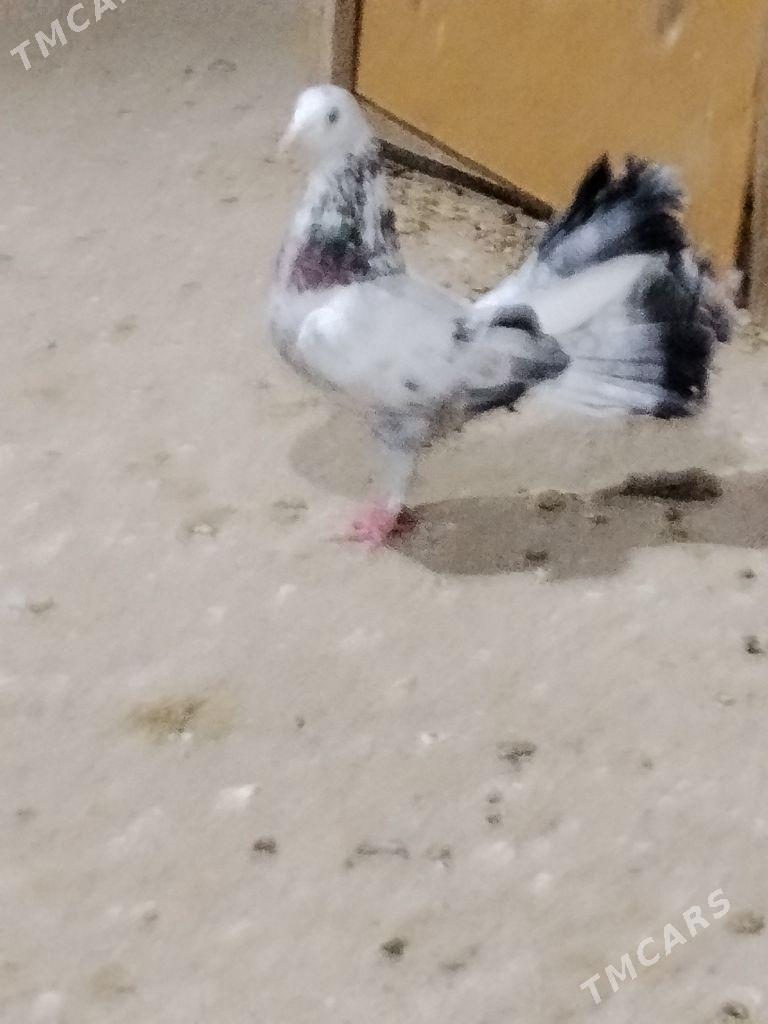 kepderi - Wekilbazar - img 8