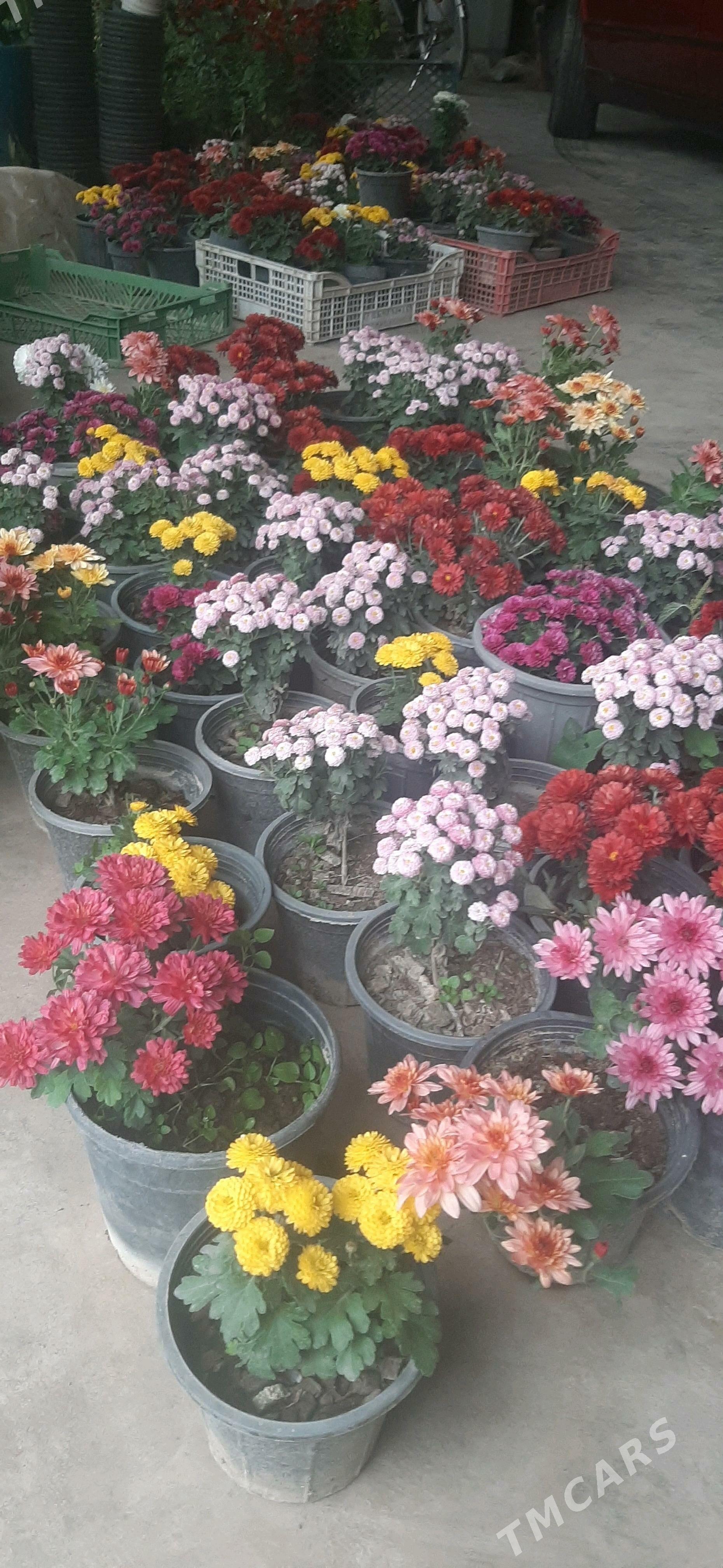 Damasny guler - Sakar - img 8