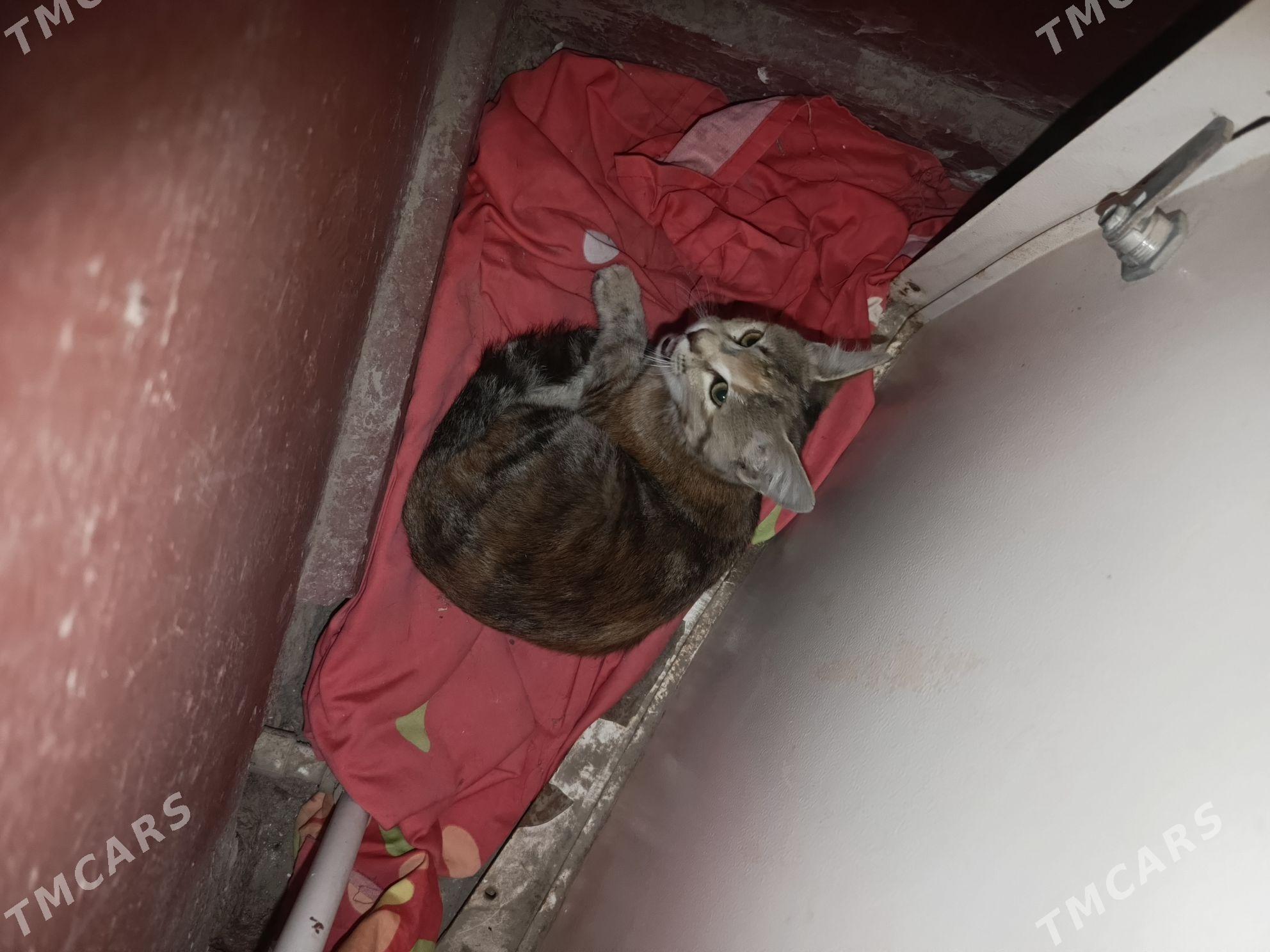 котенок - 3 мкр - img 1