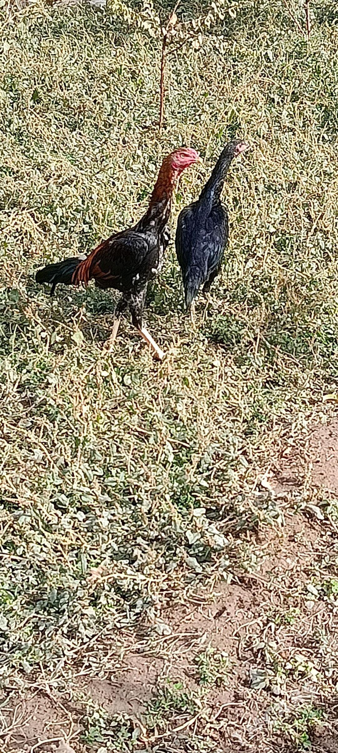 BAYES  PARA. - Türkmenabat - img 3