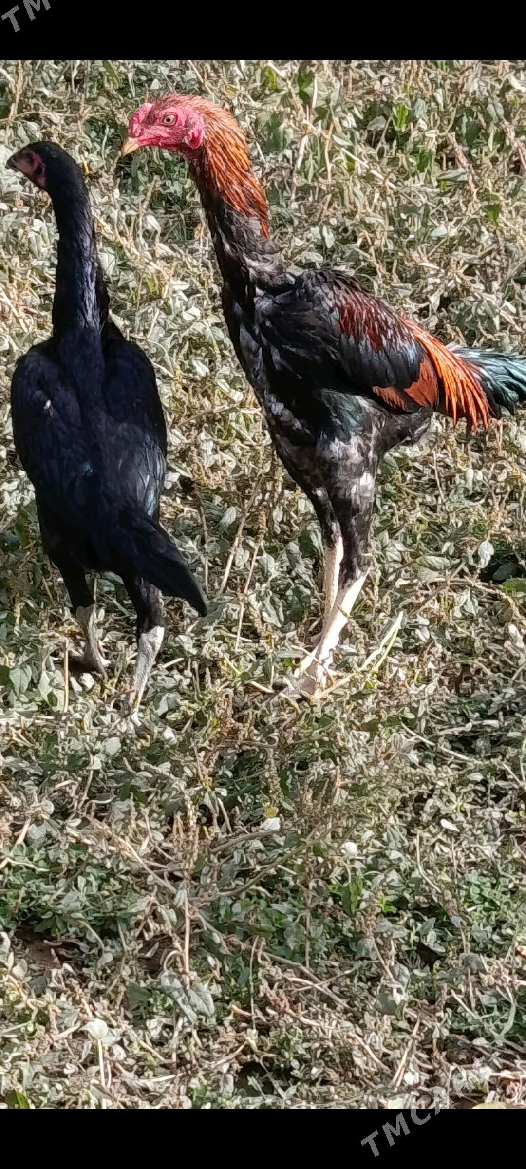 BAYES PARA. - Türkmenabat - img 1