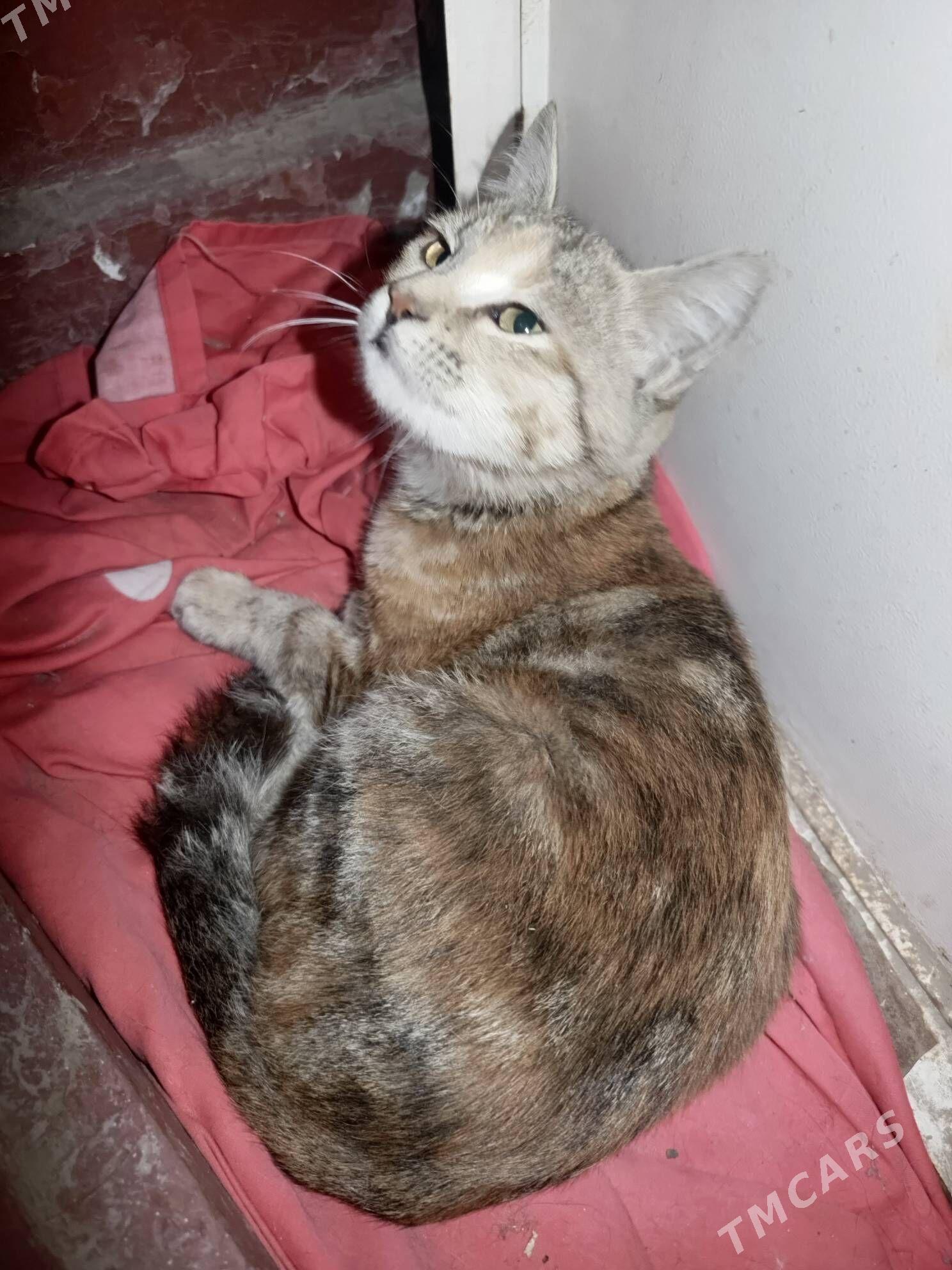 котенок - 3 мкр - img 2