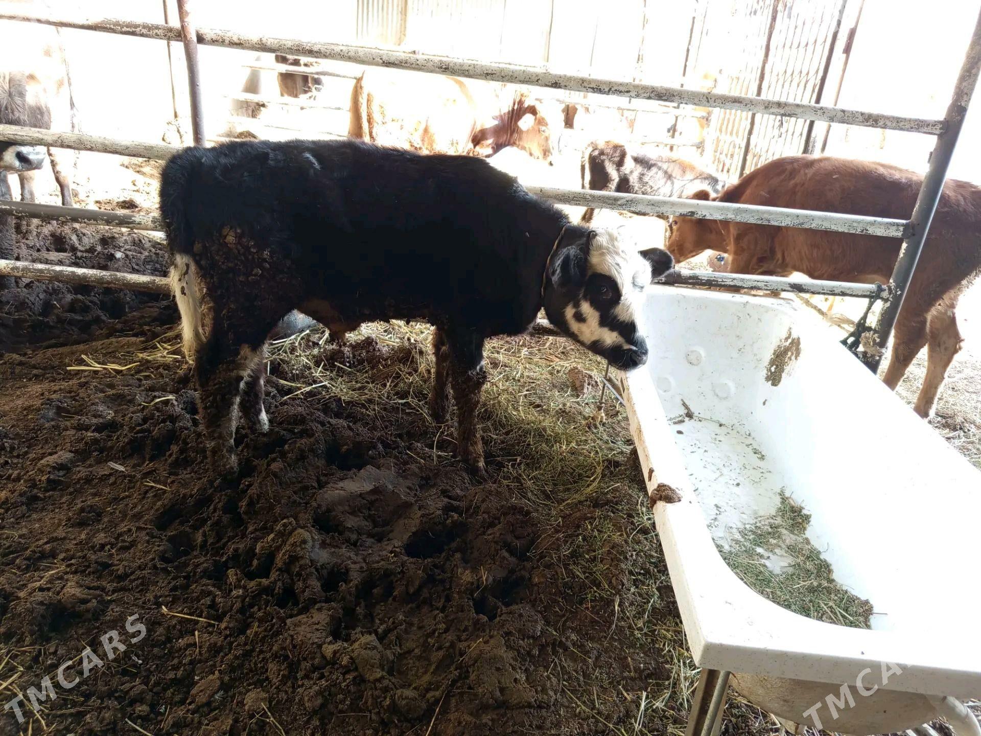 Göle - Ýalkym - img 3