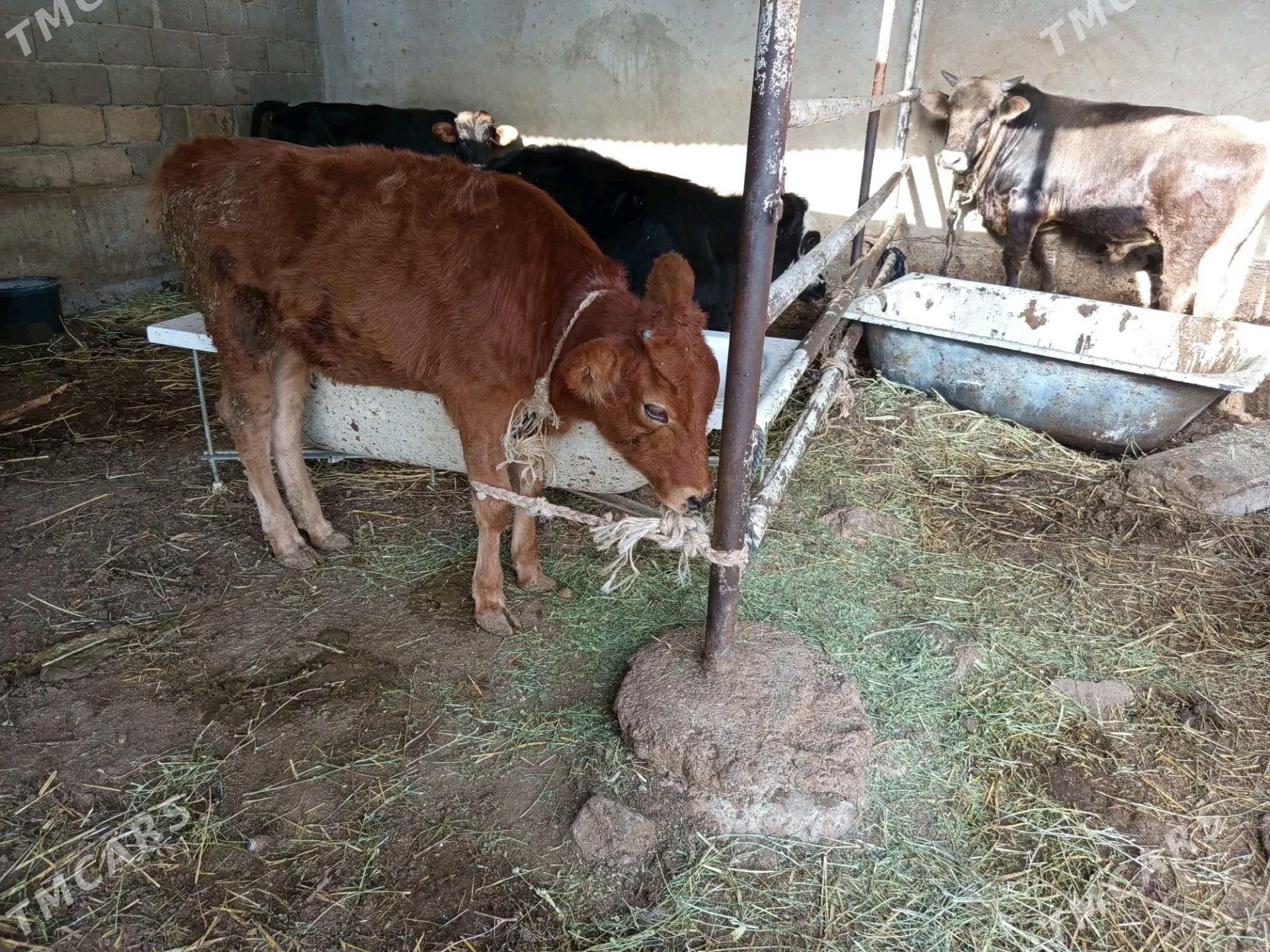 Göle - Ýalkym - img 2