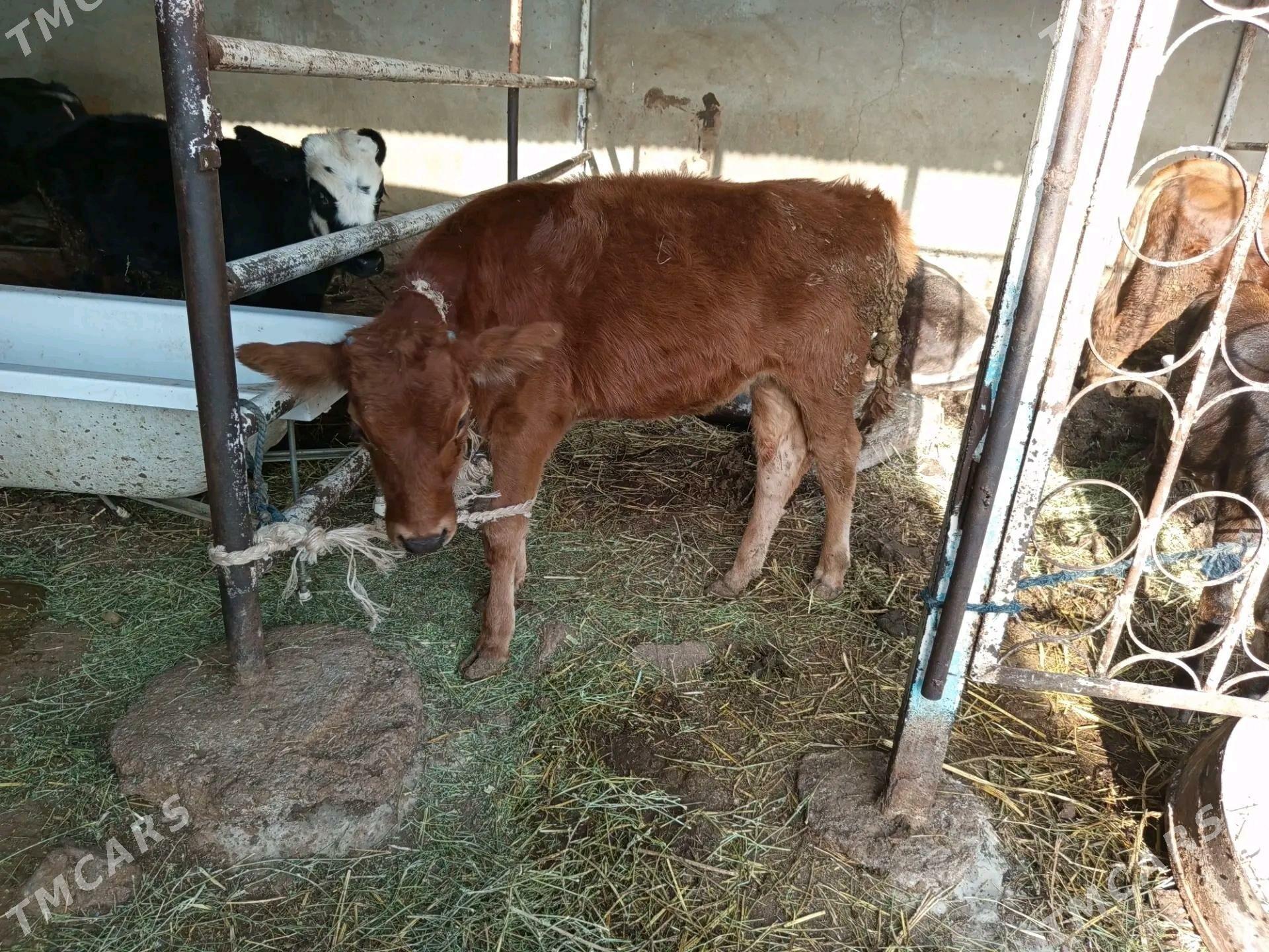 Göle - Ýalkym - img 1