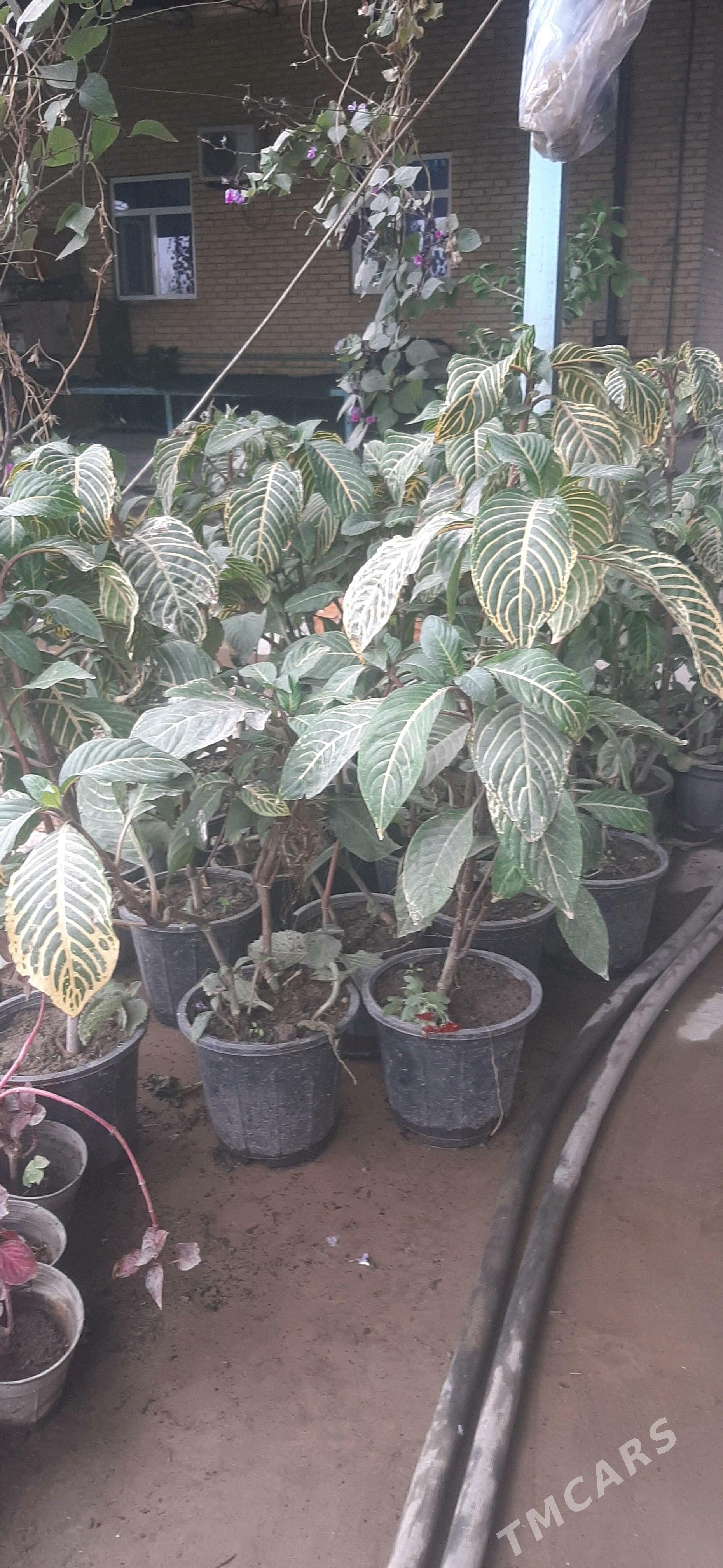 Damasny guler - Sakar - img 9