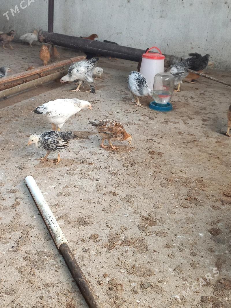 TOWUK JUJE - Gökdepe - img 4