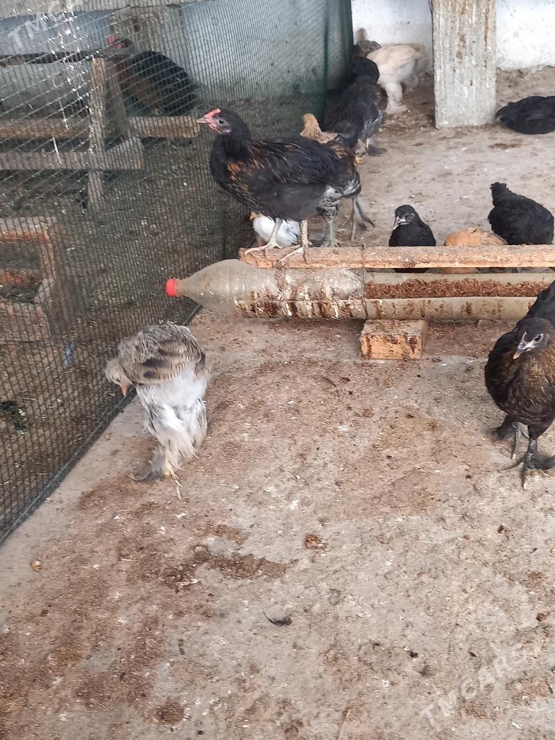 TOWUK JUJE - Gökdepe - img 2