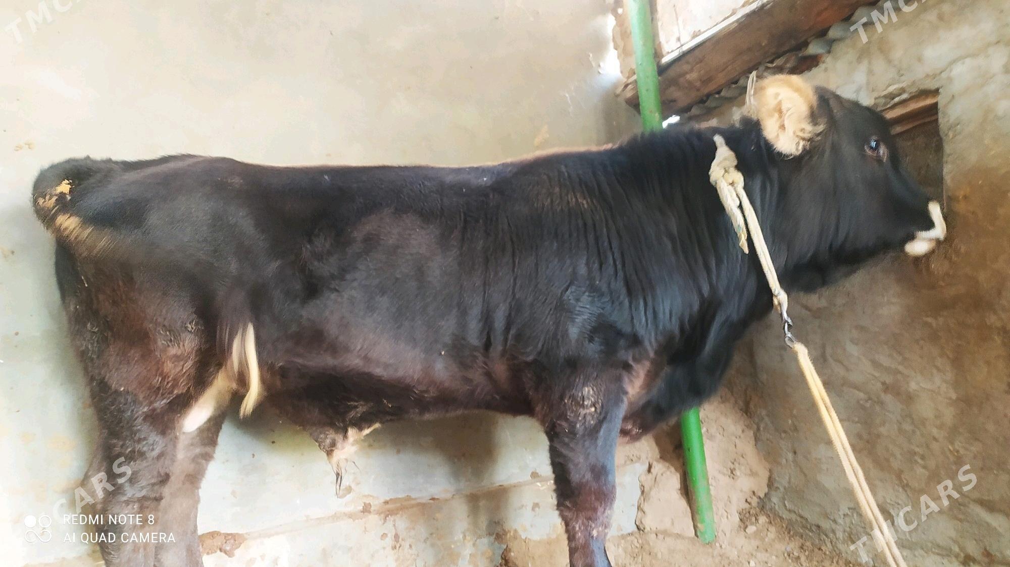 okuz - Чоганлы - img 4