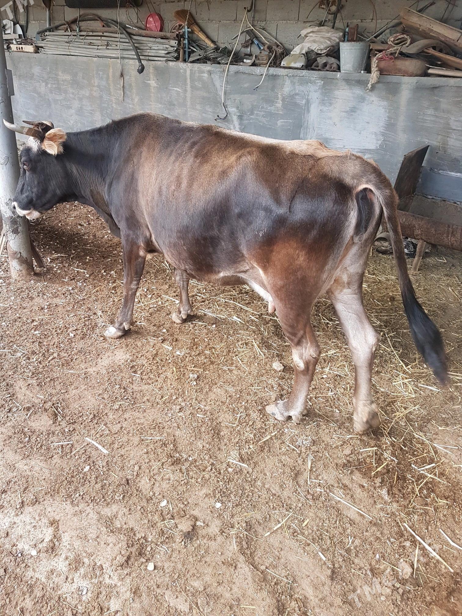 sygyr - Берекет - img 4