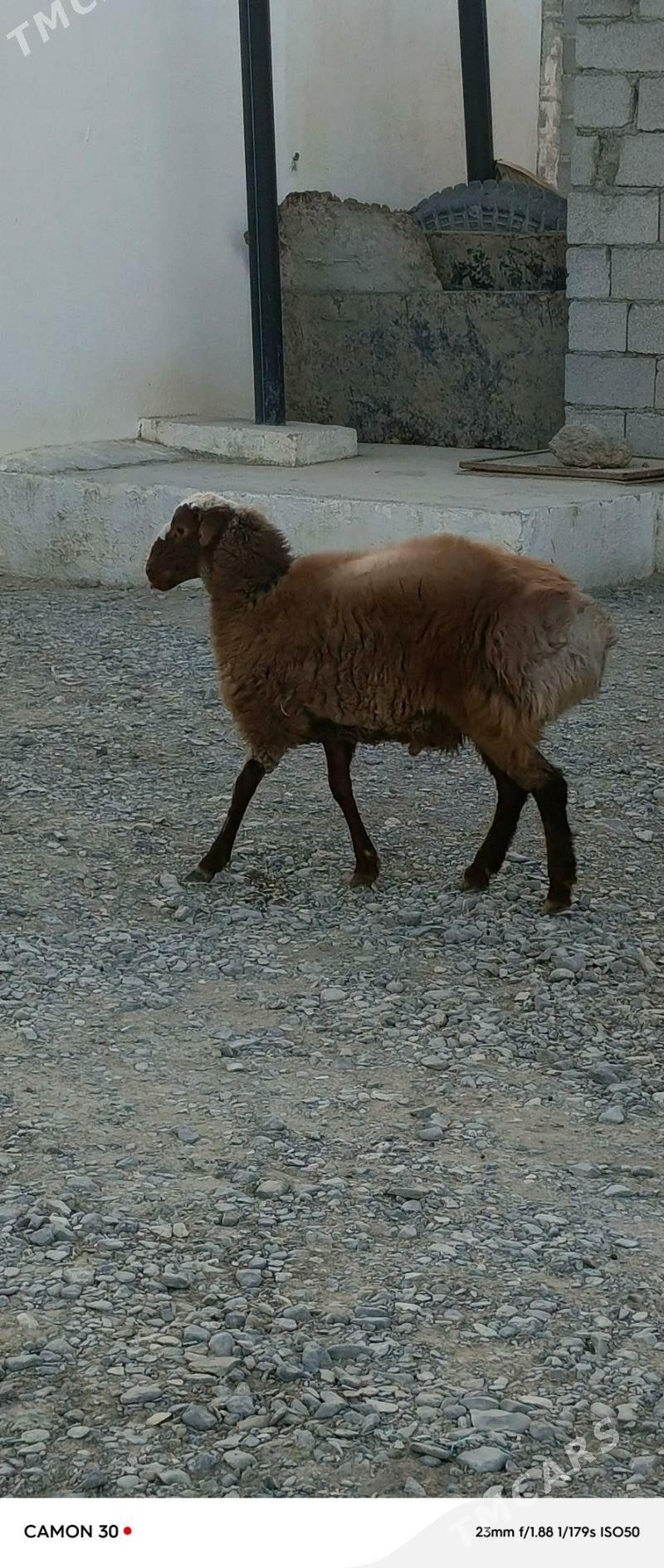 goyun - Гёкдепе - img 3