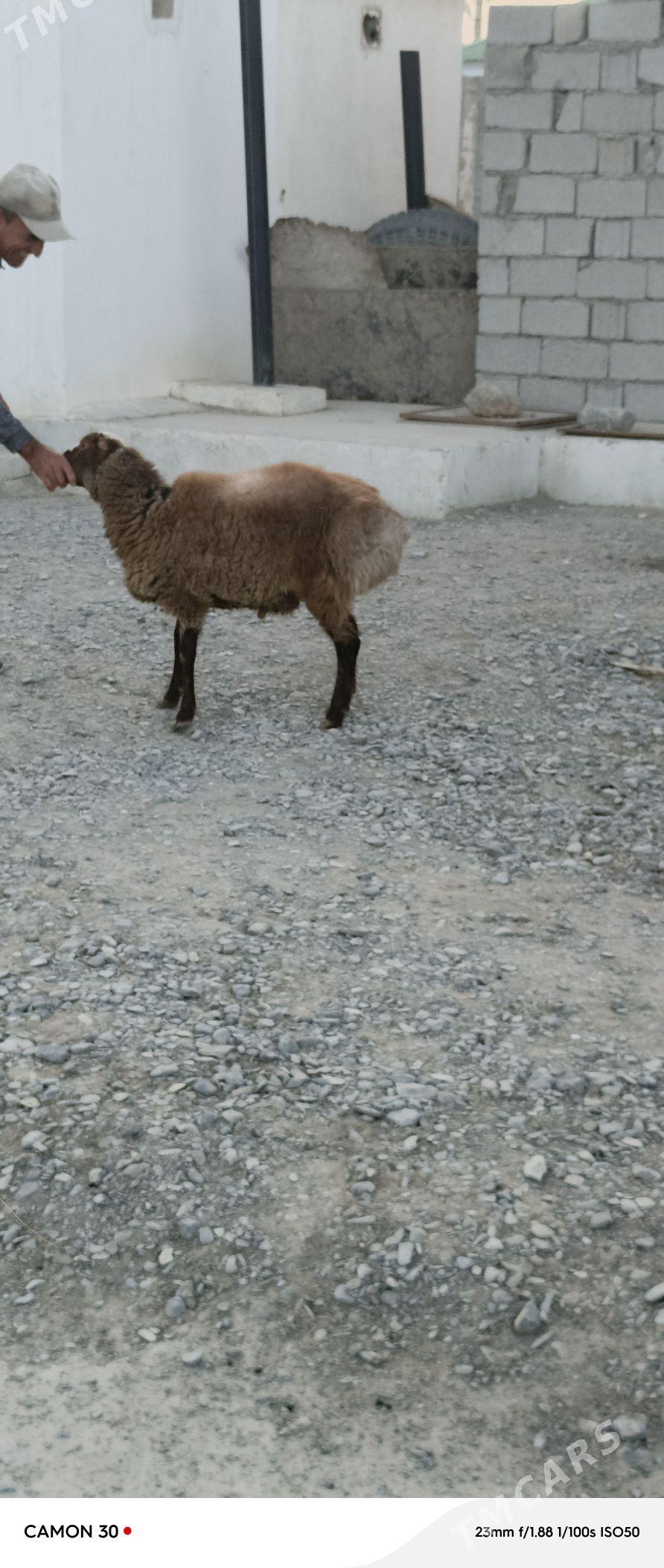 goyun - Гёкдепе - img 2