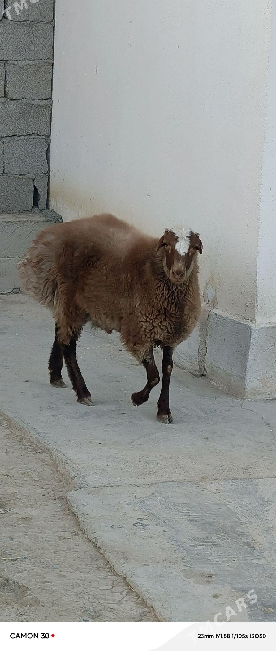 goyun - Гёкдепе - img 4