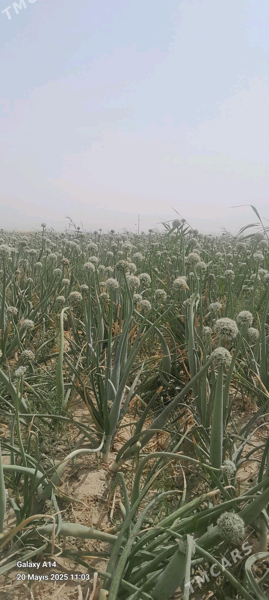 sogan tohum BEREKET - Bäherden - img 2