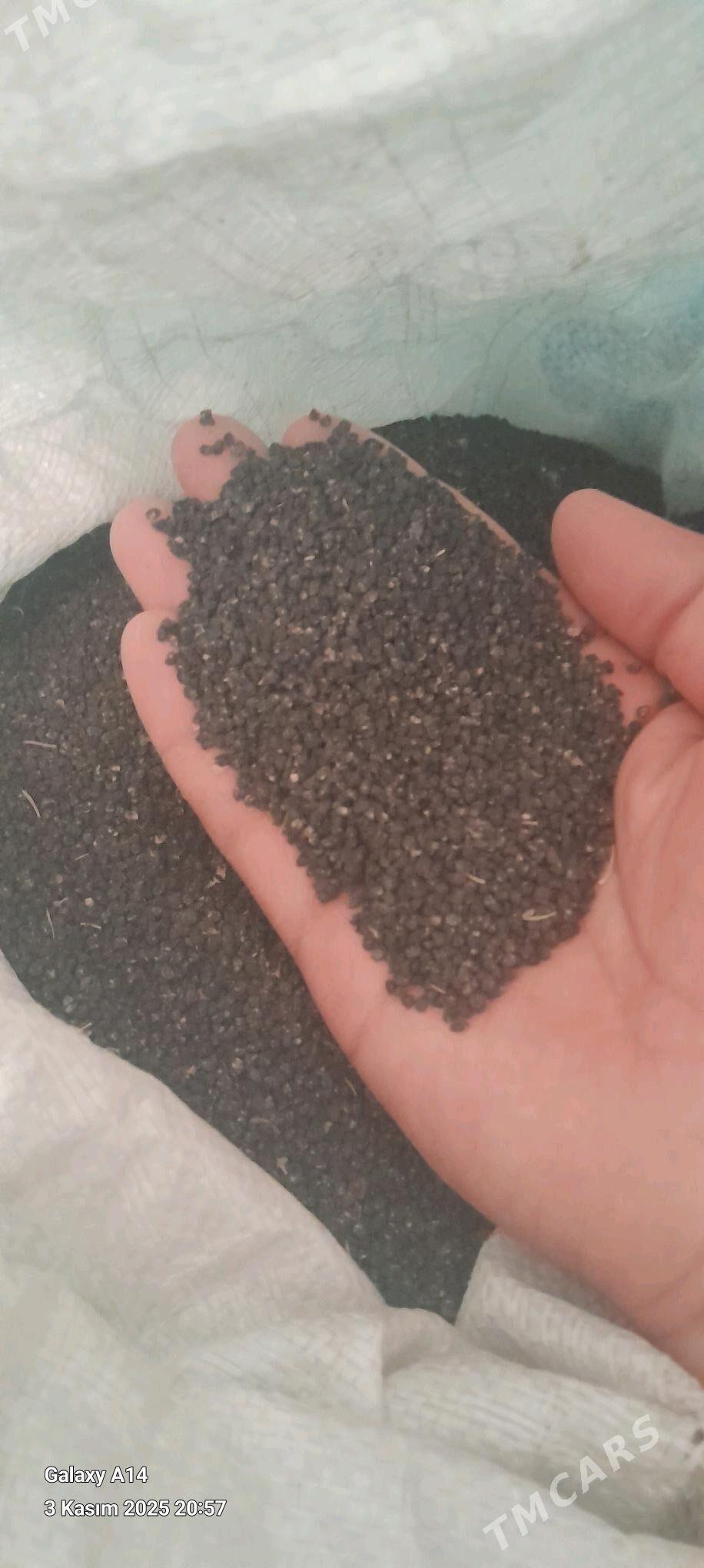 sogan tohum BEREKET - Bäherden - img 1