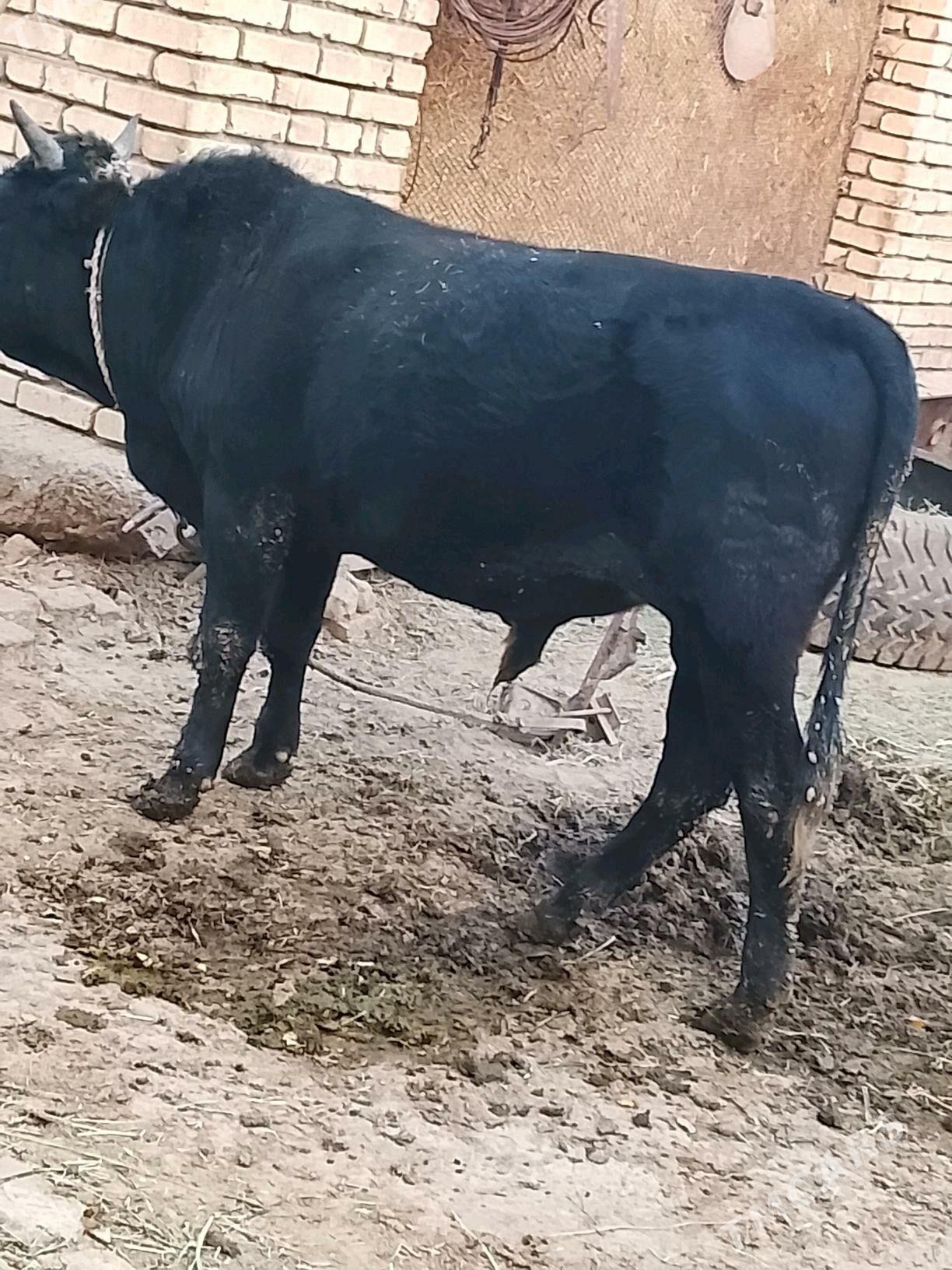 okuz - Сакарчага - img 2