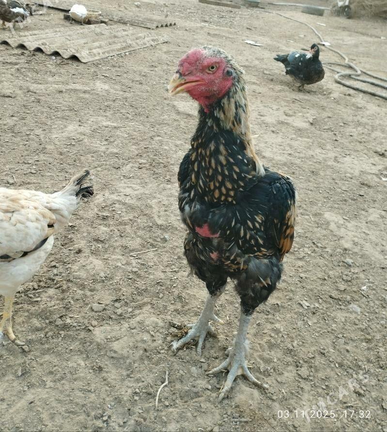 baýes horaz - Теджен - img 7