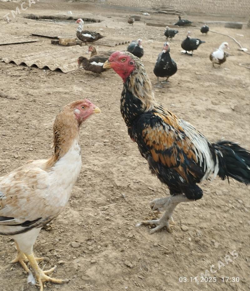 baýes horaz - Теджен - img 3