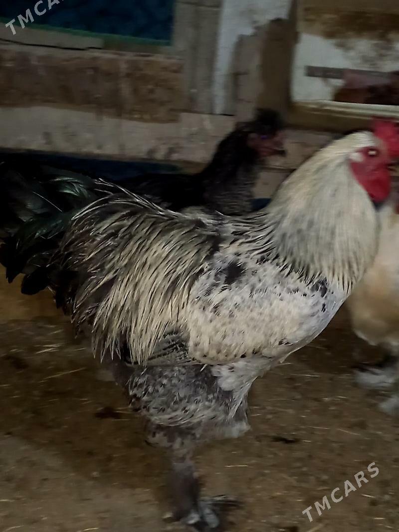 TOWUK HORAZ - Гёкдепе - img 2